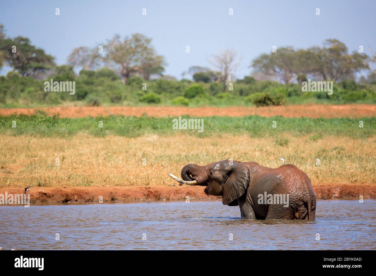 Elefante sul buco d'acqua nella savana del Kenya Foto Stock