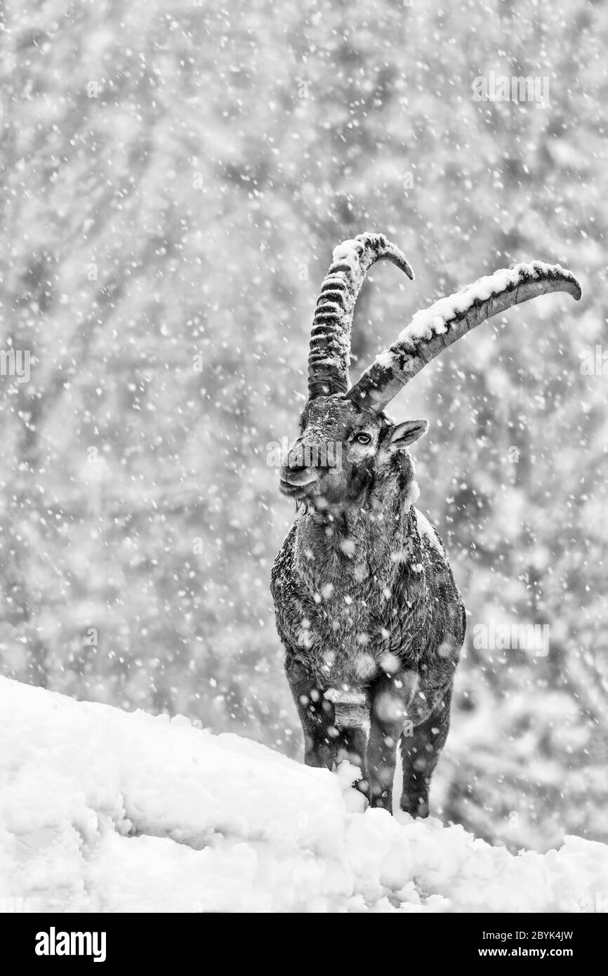 Stambecchi alpini lotta con la bizzarda (Capra ibex) Foto Stock