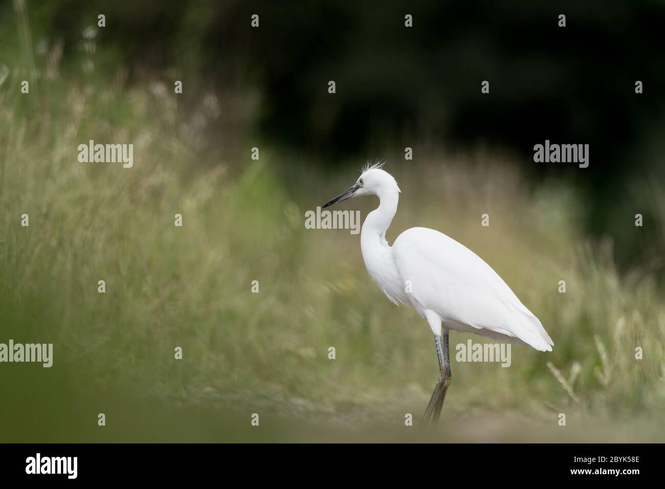 La piccola garzetta (Egretta garzetta) Foto Stock