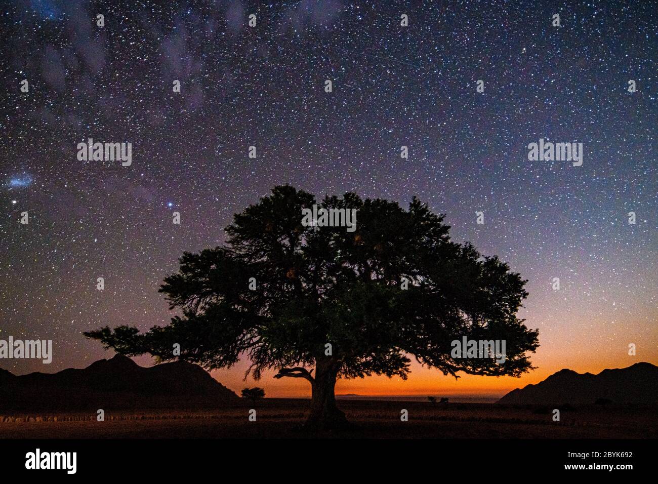 Un albero sostenuto dal cielo stellato della notte sopra il bagliore dell'orizzonte , Helmeringhausen, Namibia Foto Stock