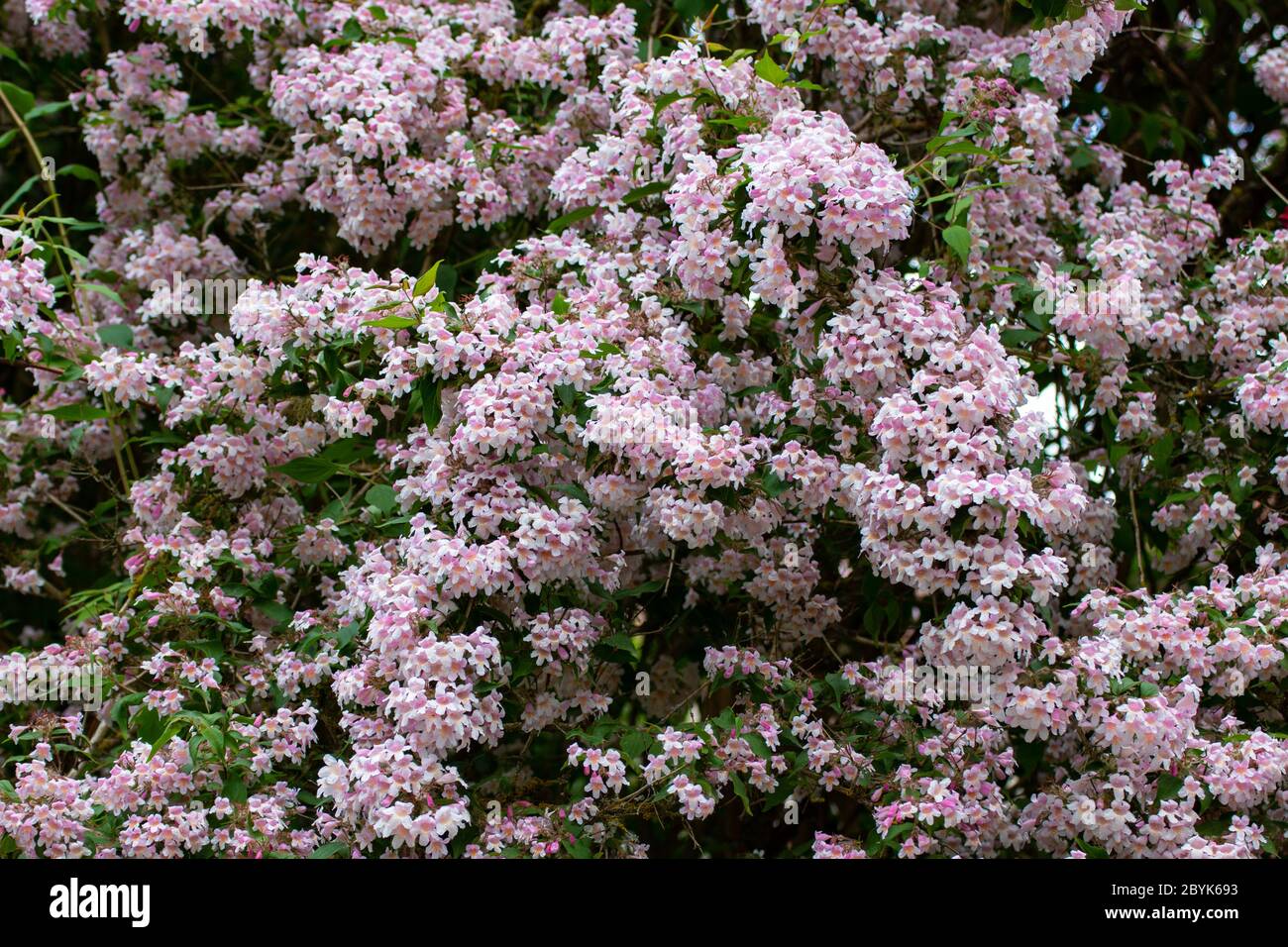 Fiori di un bush di bellezza, chiamato anche Kolkwitzia amabilis, Kolkwitzie o Perlmuttstrauch Foto Stock