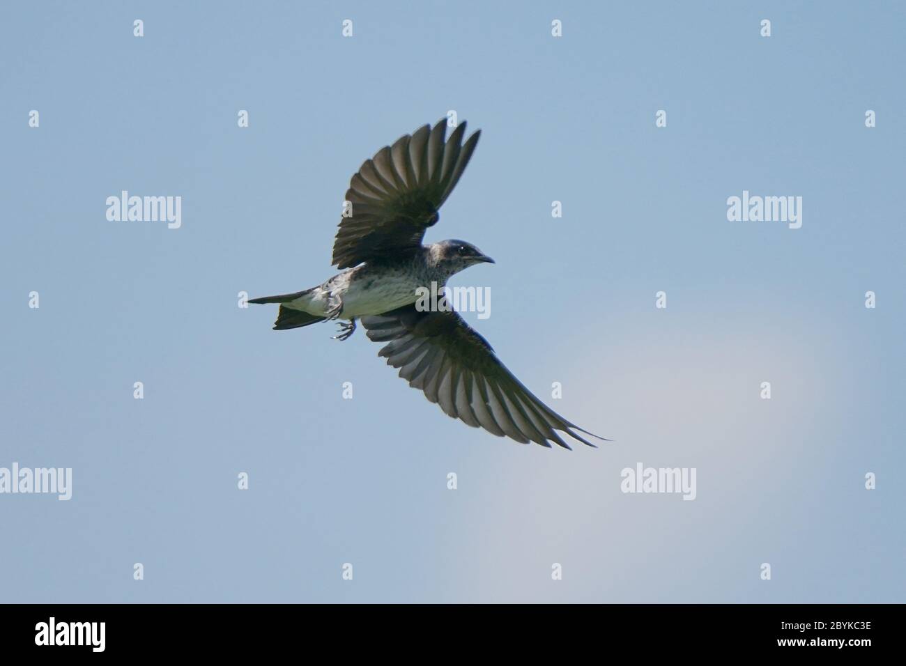 Martini viola in volo a caccia di insetti Foto Stock