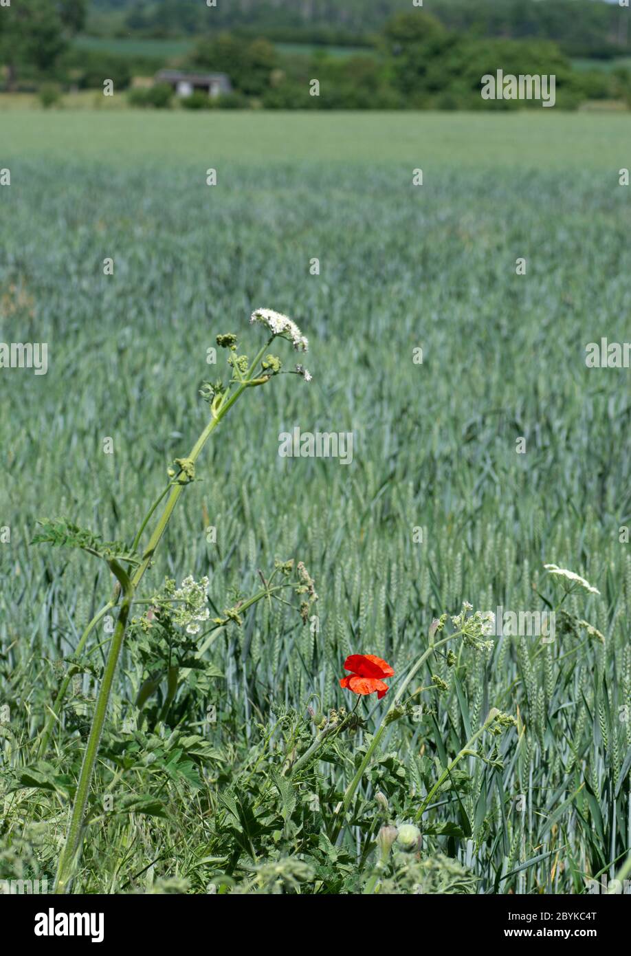 Un solo papavero che cresce in un campo di mais Foto Stock