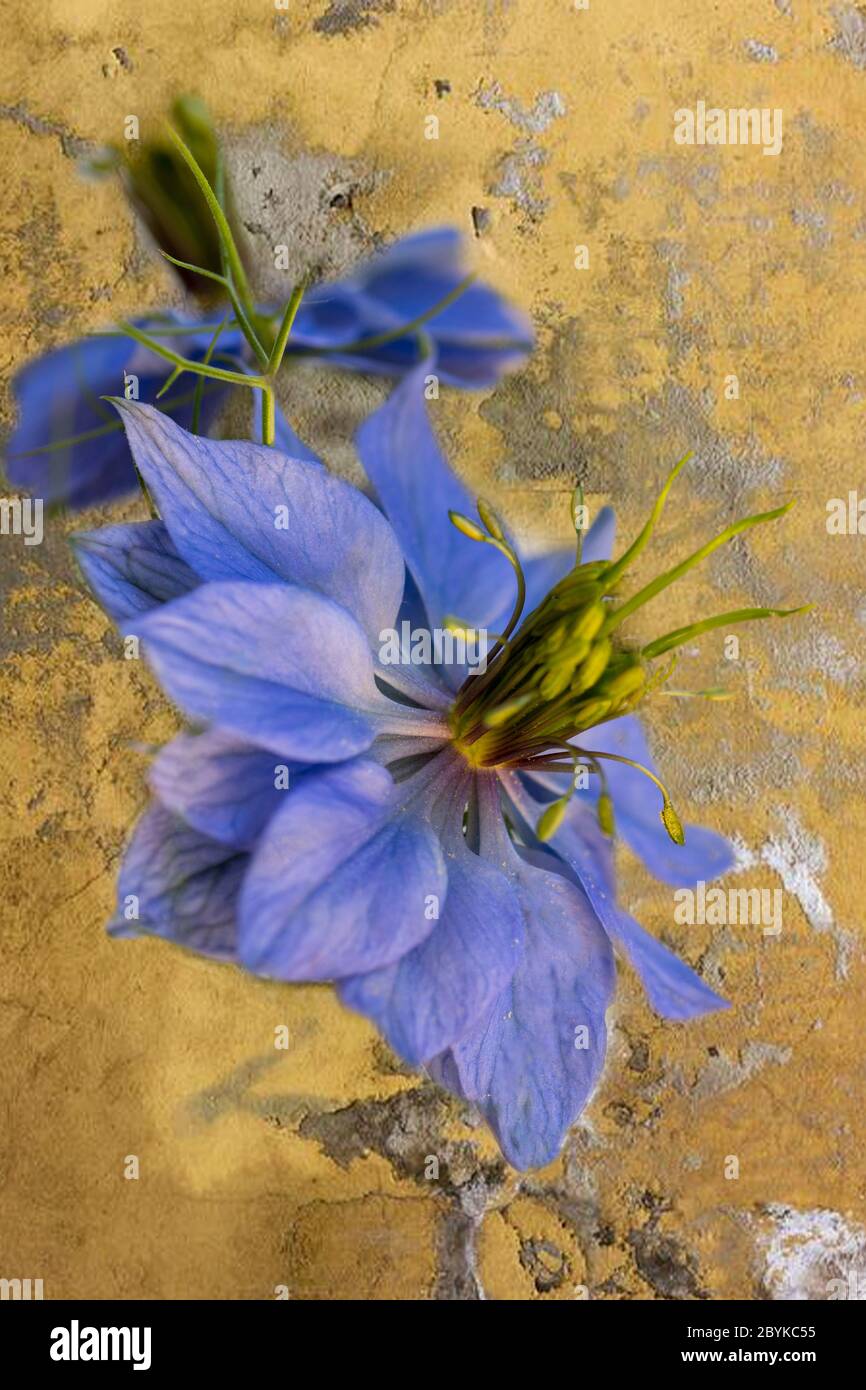 Un unico fiore Nigella, conosciuto anche come 'amore nella nebbia' per le sue delicate foglie simili a felce Foto Stock