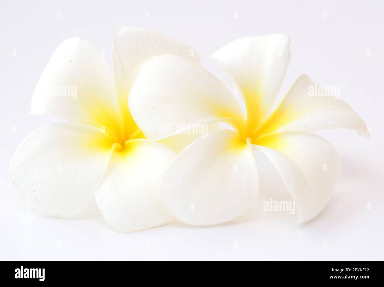 Fiore di frangipani Foto Stock