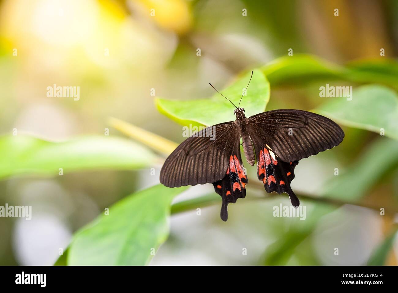 Farfalla Paride Photinus Foto Stock