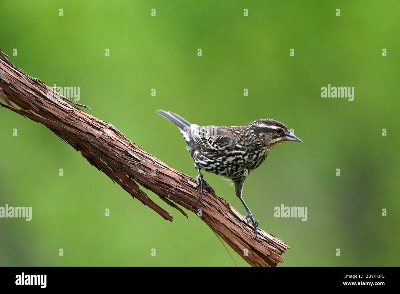 Femmina Rosso alato uccelli neri in palude Foto Stock