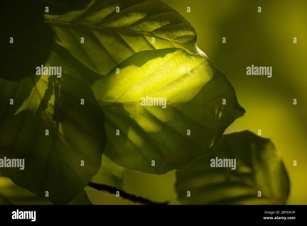 Primo piano di faggio, Fagus sylvatica, foglie imbevite di luce solare, Tooting comune, Londra, Inghilterra Regno Unito Foto Stock