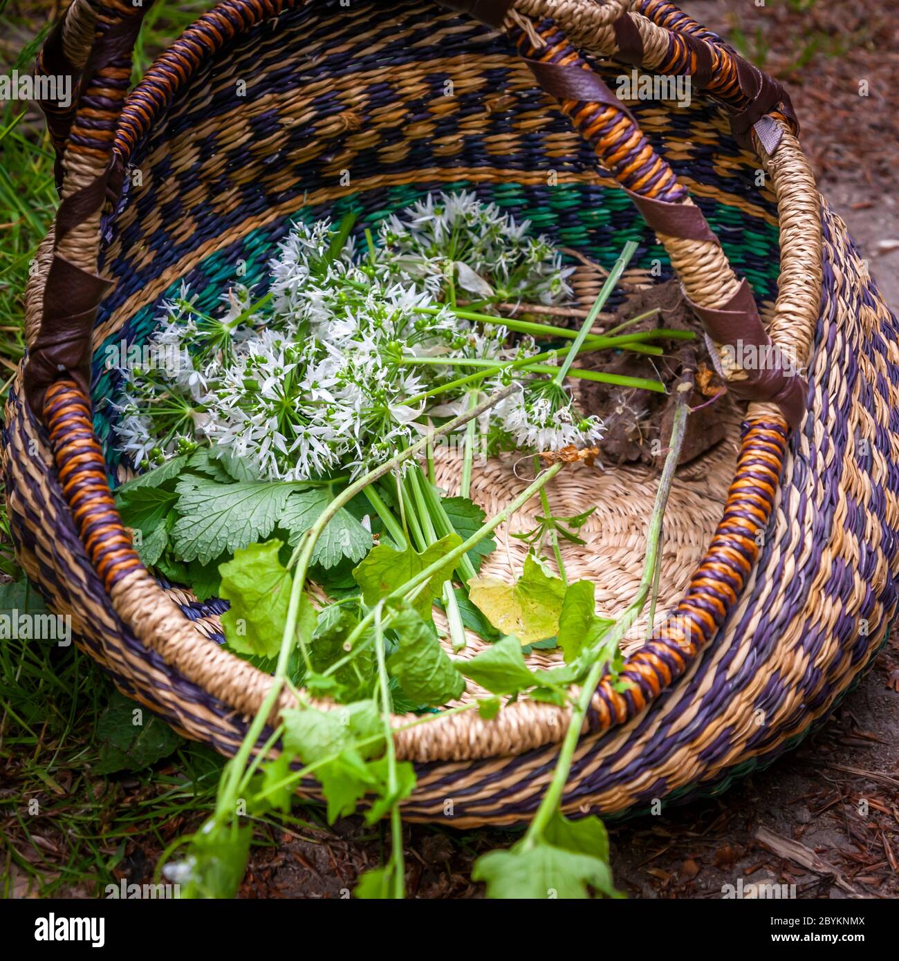 Workshop su foraggio e cucina con erbe selvatiche a Grevenbroich, Germania Foto Stock
