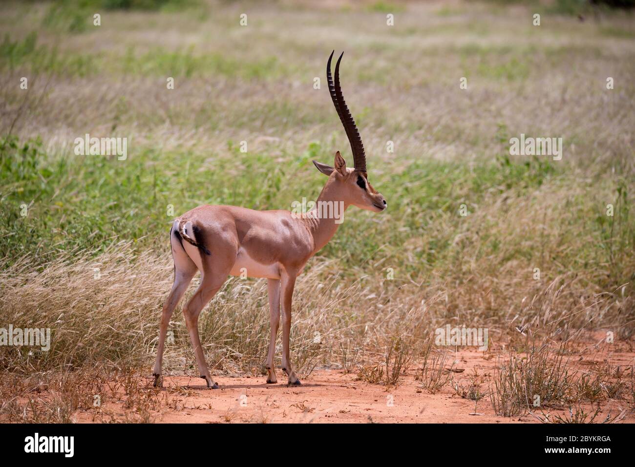 Antelope nella prateria della savana in Kenya Foto Stock