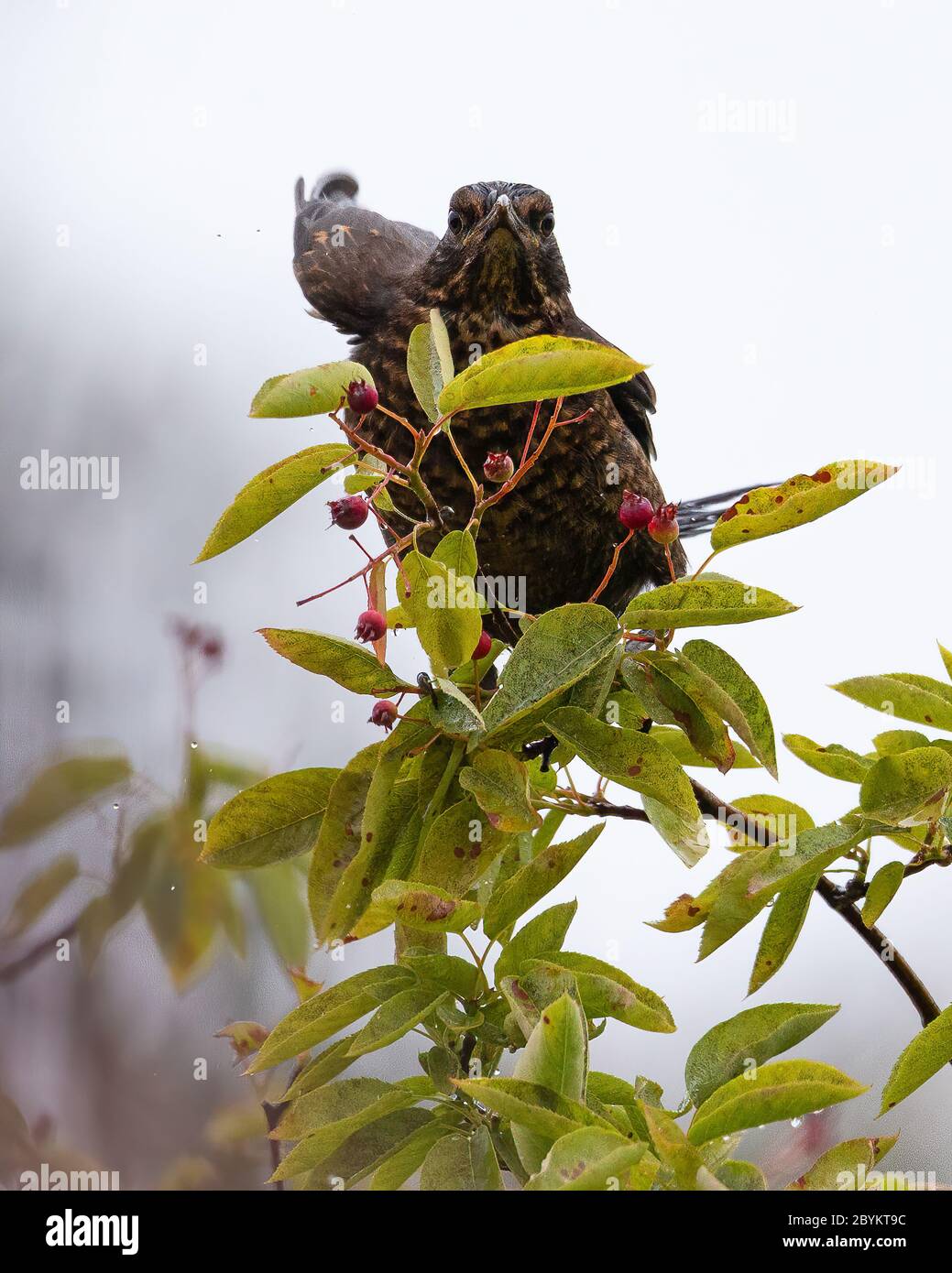 Blackbird giovanile. Turdus merula mangiare bacche da un albero in un Kent Garden UK Foto Stock