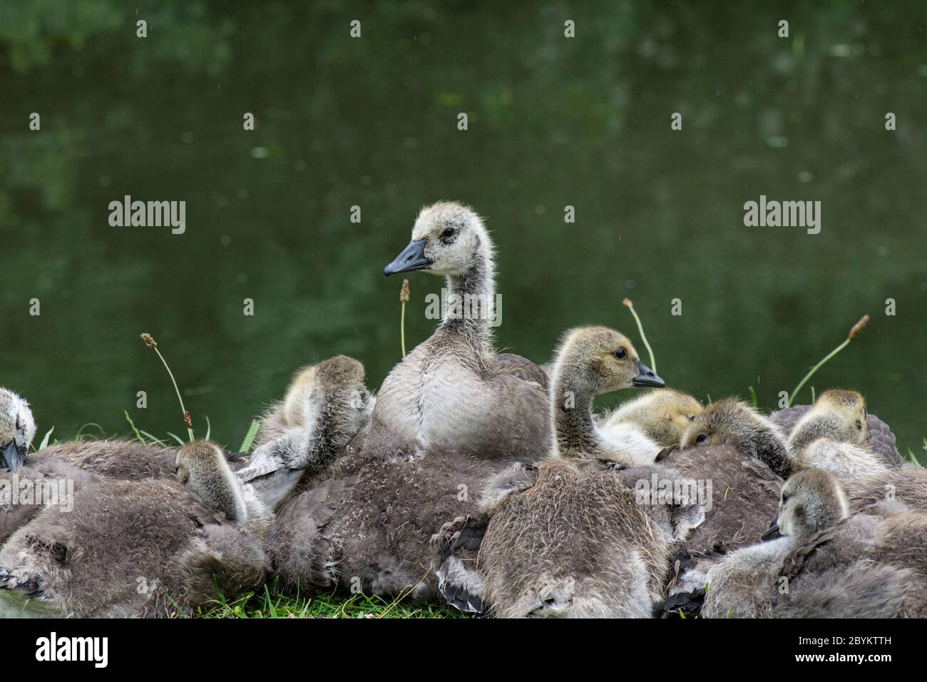 Canada Goose: Branta canadensis. Pulcini. Surrey, Regno Unito. Foto Stock