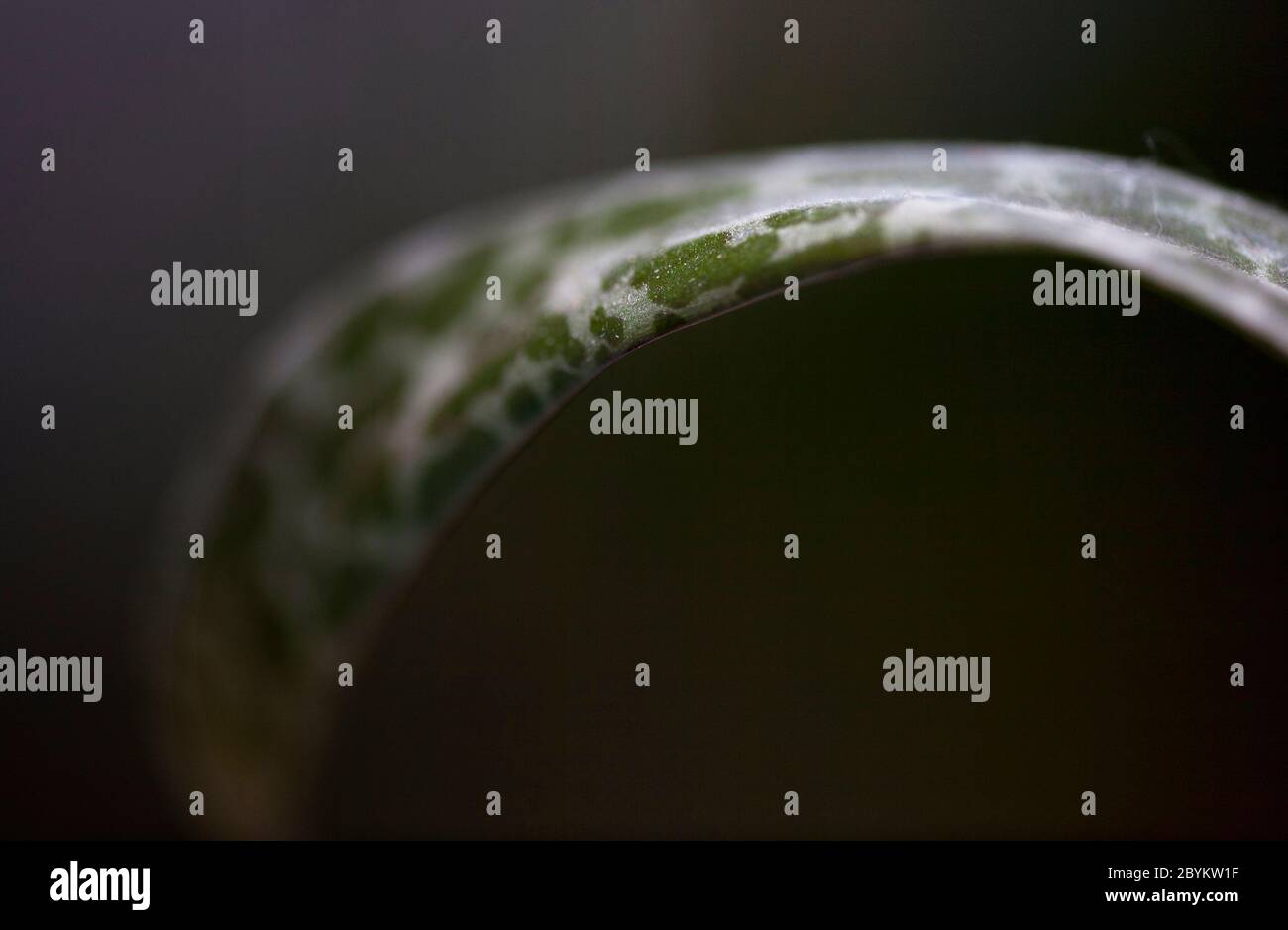 Primo piano di una pianta perenne, ledebouria socialis, che mostra il suo caratteristico motivo a foglia. Londra, Inghilterra Regno Unito Foto Stock