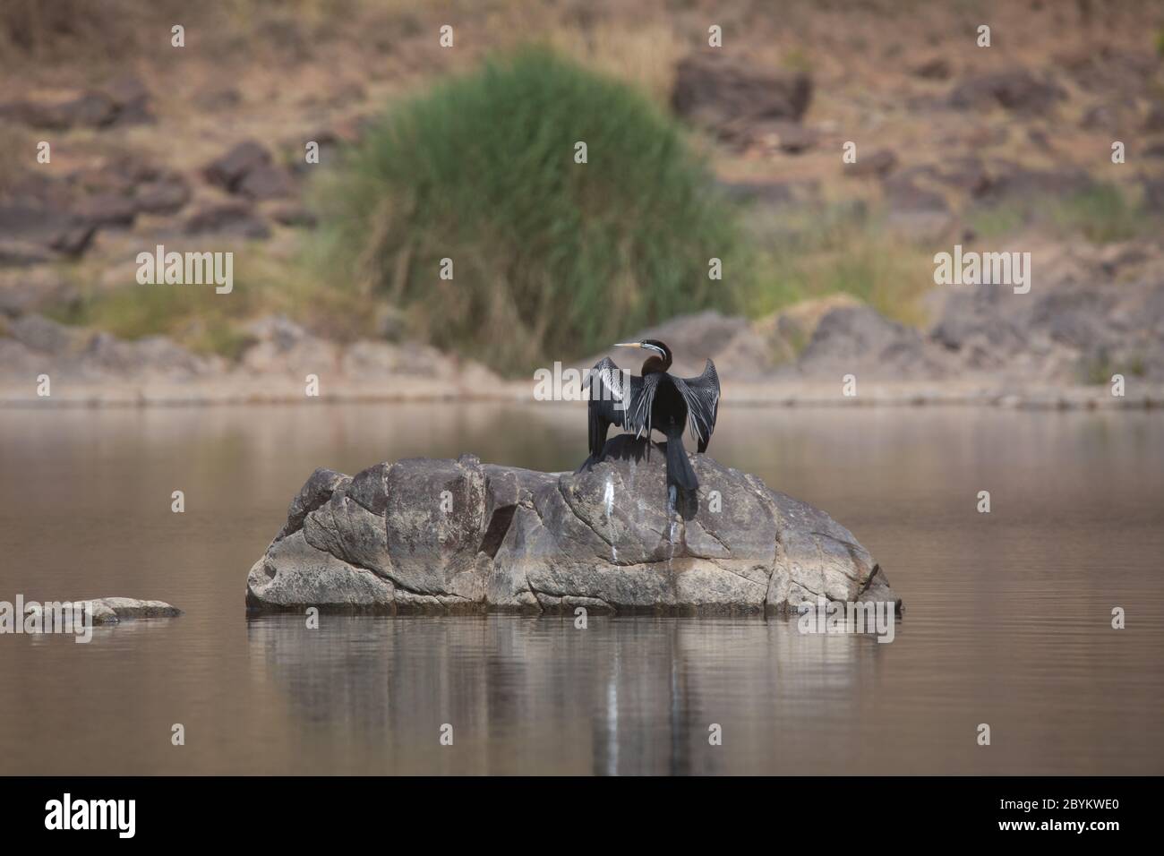 Darter indiano, melanogaster Anhinga, Riserva della tigre panna, Madhya Pradesh, India Foto Stock