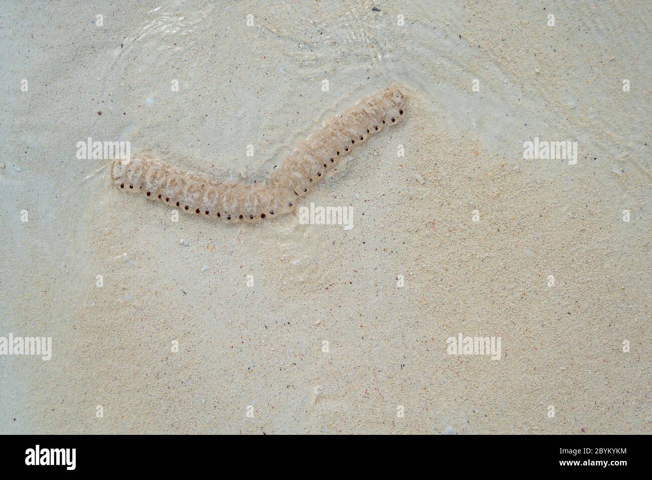 Guardando giù Baby Jellyfish sulla spiaggia bianca di sabbia a Zanzibar, Tanzania Foto Stock