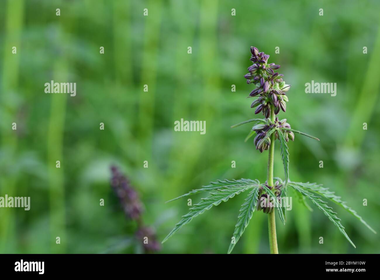 Primo piano di una giovane pianta di canabis in un campo primaverile con gemme e foglie Foto Stock