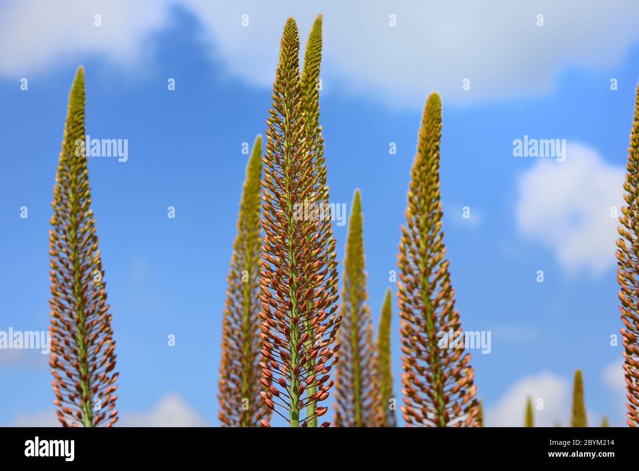 Le lunghe e alte piante dell'Eremuro, o gigantesca candela di steppa, si levano fianco a fianco contro un cielo blu con le nuvole Foto Stock