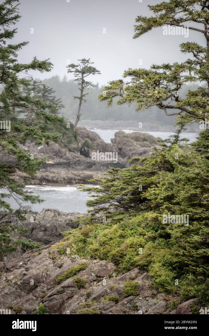 Wild Pacific Trail a Ucluelet, Vancouver Island, British Columbia, Canada Foto Stock