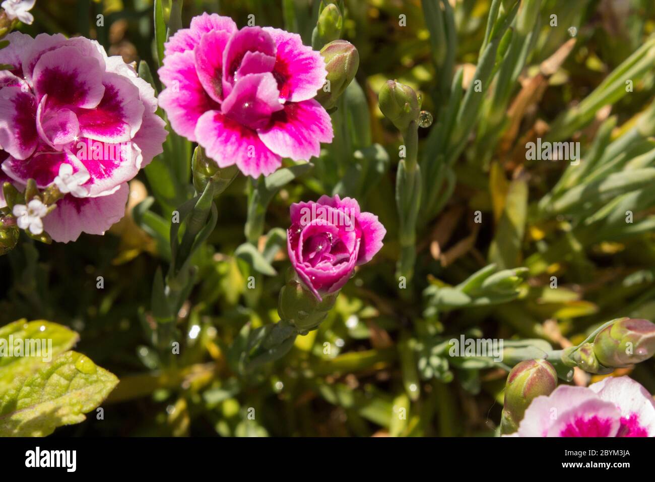garofani nel giardino Foto Stock