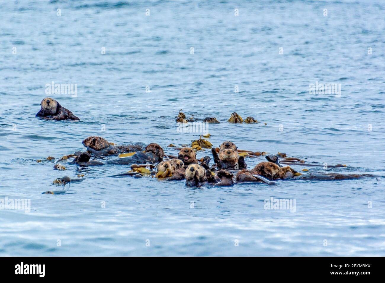 Lontre marine nell'oceano a Tofino, isola di Vancouver, British Columbia, Canada Foto Stock