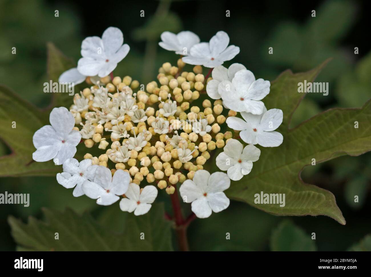 Guelder Rose (Opulus viburnum) Foto Stock