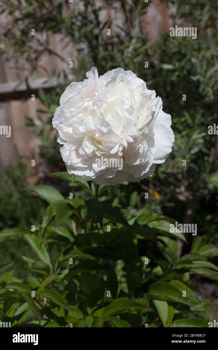 Un fiore bianco di Peony comune che cresce in un giardino di campagna inglese Foto Stock