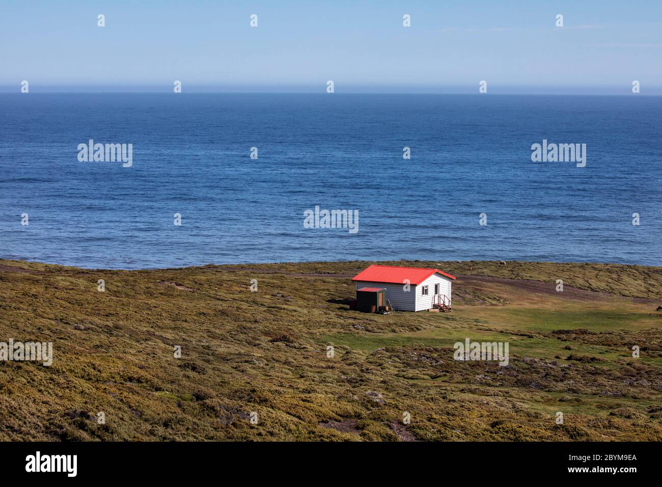 Il Rookery; l'isola di Saunders; Falklands Foto Stock