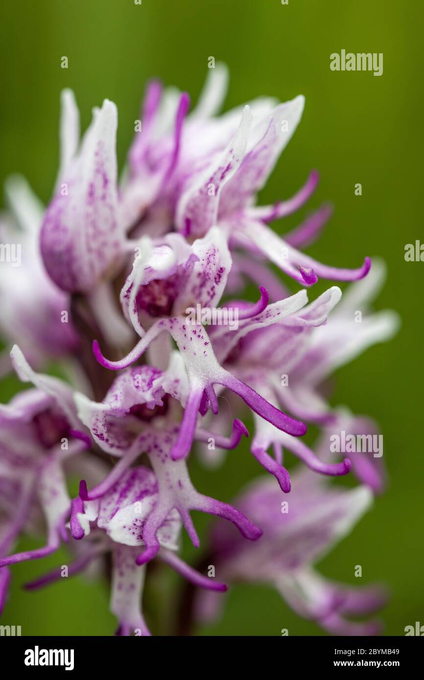 Scimmia Orchidea; Orchis simia; fiore; UK Foto Stock