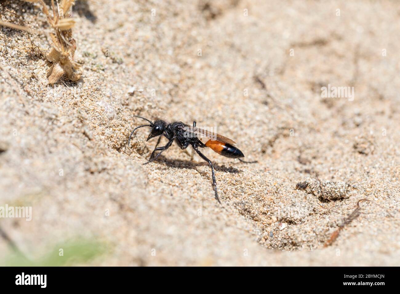 Red Banned Sand Digger Wasp; Ammophila sabulosa; Estate; UK Foto Stock