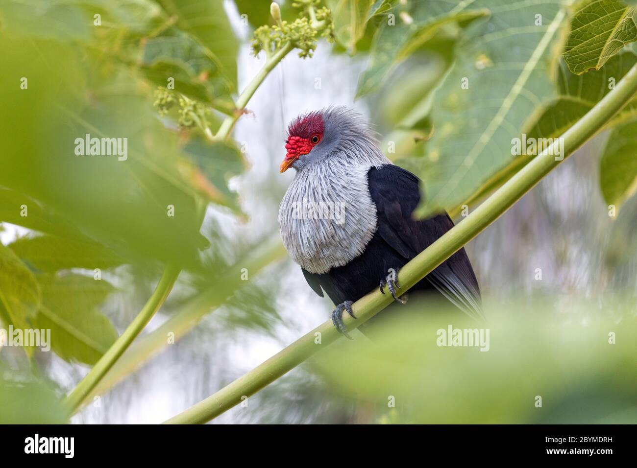 Seychelles Blue Pigeon; Alectroenas pulcherrimus; Seychelles Foto Stock
