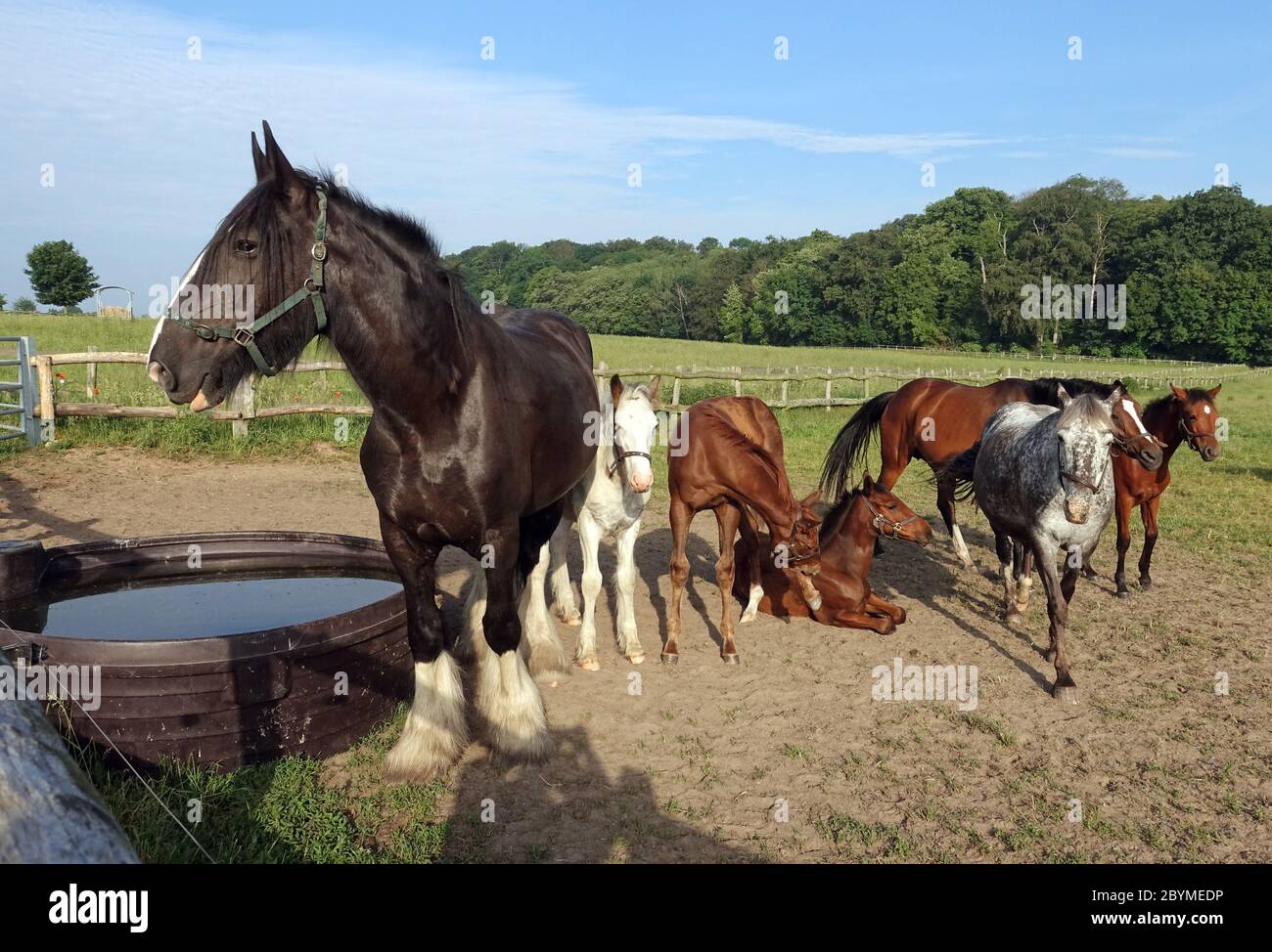 02.06.2019, Goerlsdorf, Brandeburgo, Germania - il cavallo si trova in un pascolo accanto ad una vasca d'acqua. 00S190602D415CAROEX.JPG [VERSIONE MODELLO: NON APPL Foto Stock