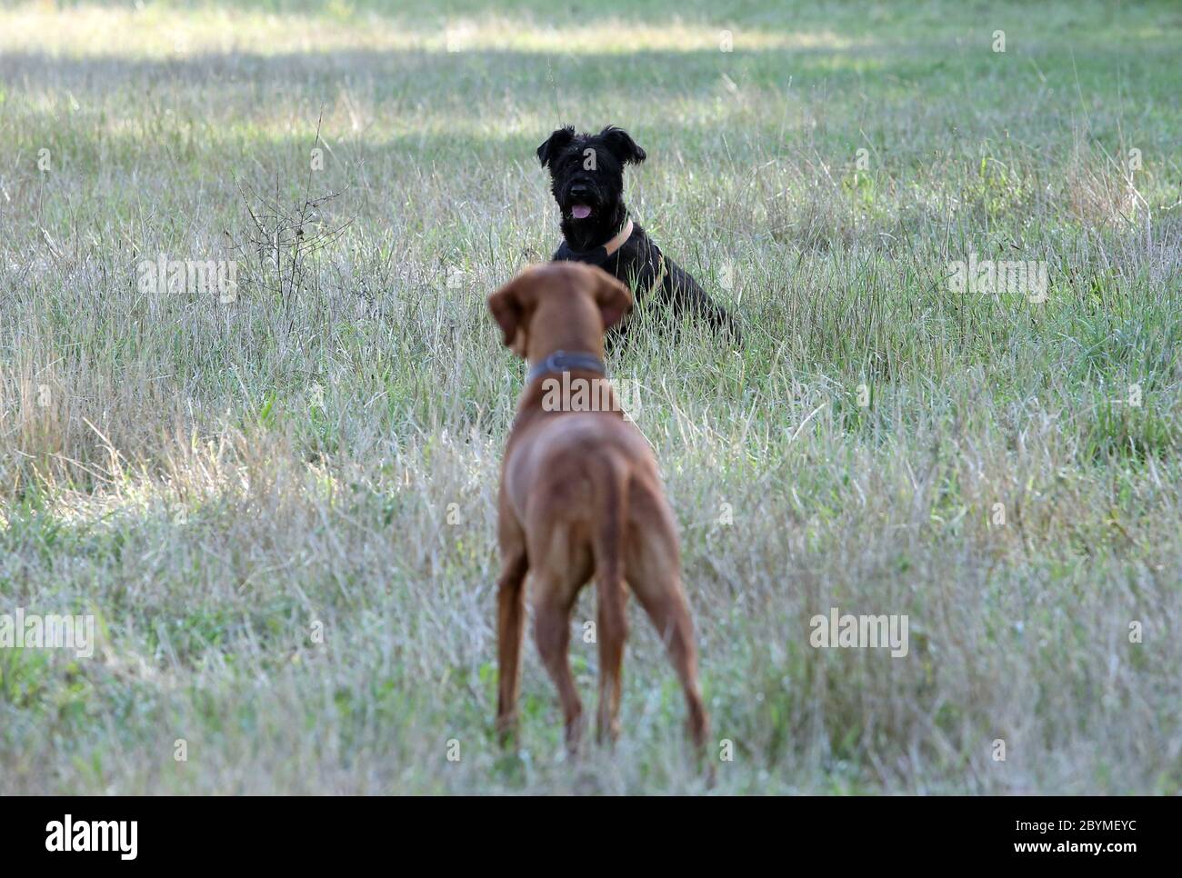 23.08.2019, Ingelheim, Renania-Palatinato, Germania - i cani si affacciano su un prato. 00S190823D208CAROEX.JPG [VERSIONE DEL MODELLO: NON APPLICABILE, Foto Stock