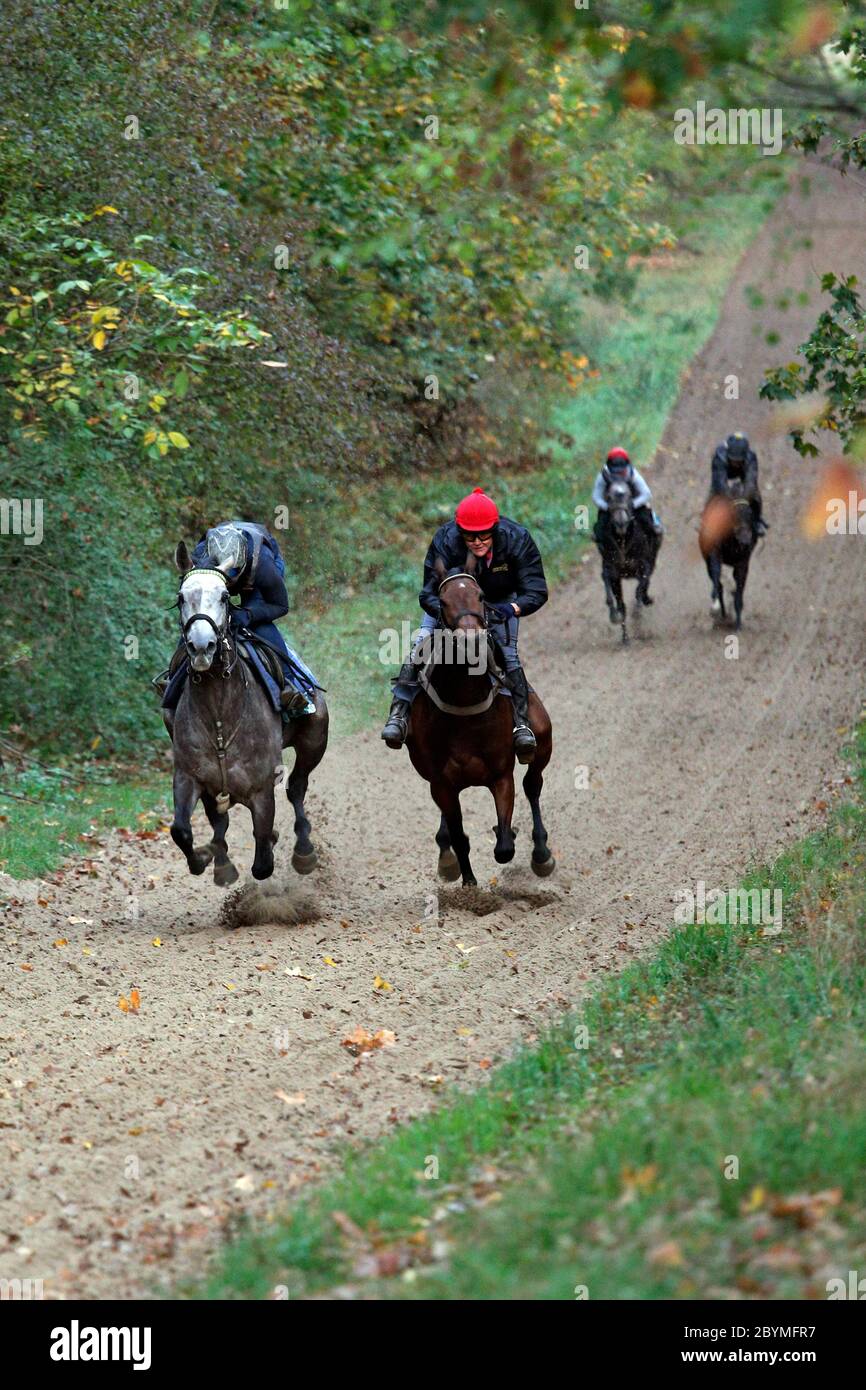 26.10.2019, Neuenhagen, Brandenburgo, Germania - cavalli e cavalieri al mattino lavorano sulla pista di Bollensdorf. Sunnyla con Friederike Schlo Foto Stock