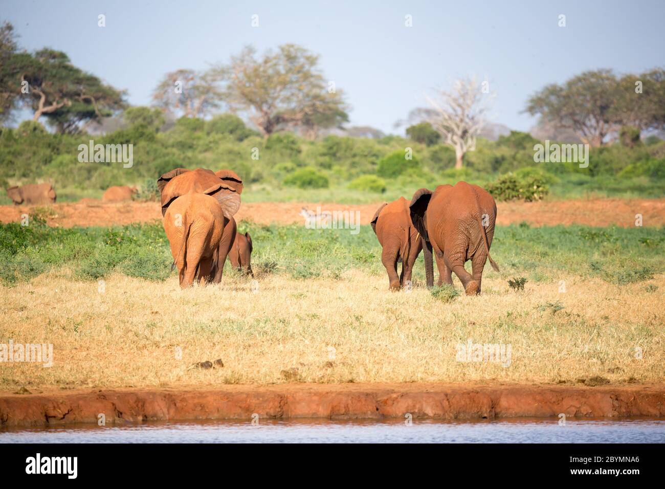 La grande famiglia di elefanti rossi sulla loro strada attraverso la savana keniana Foto Stock