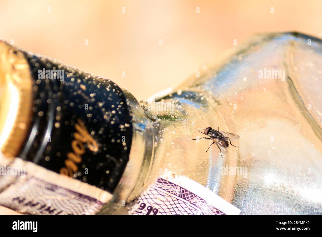 Sorreggere la bottiglia di liquore Foto Stock