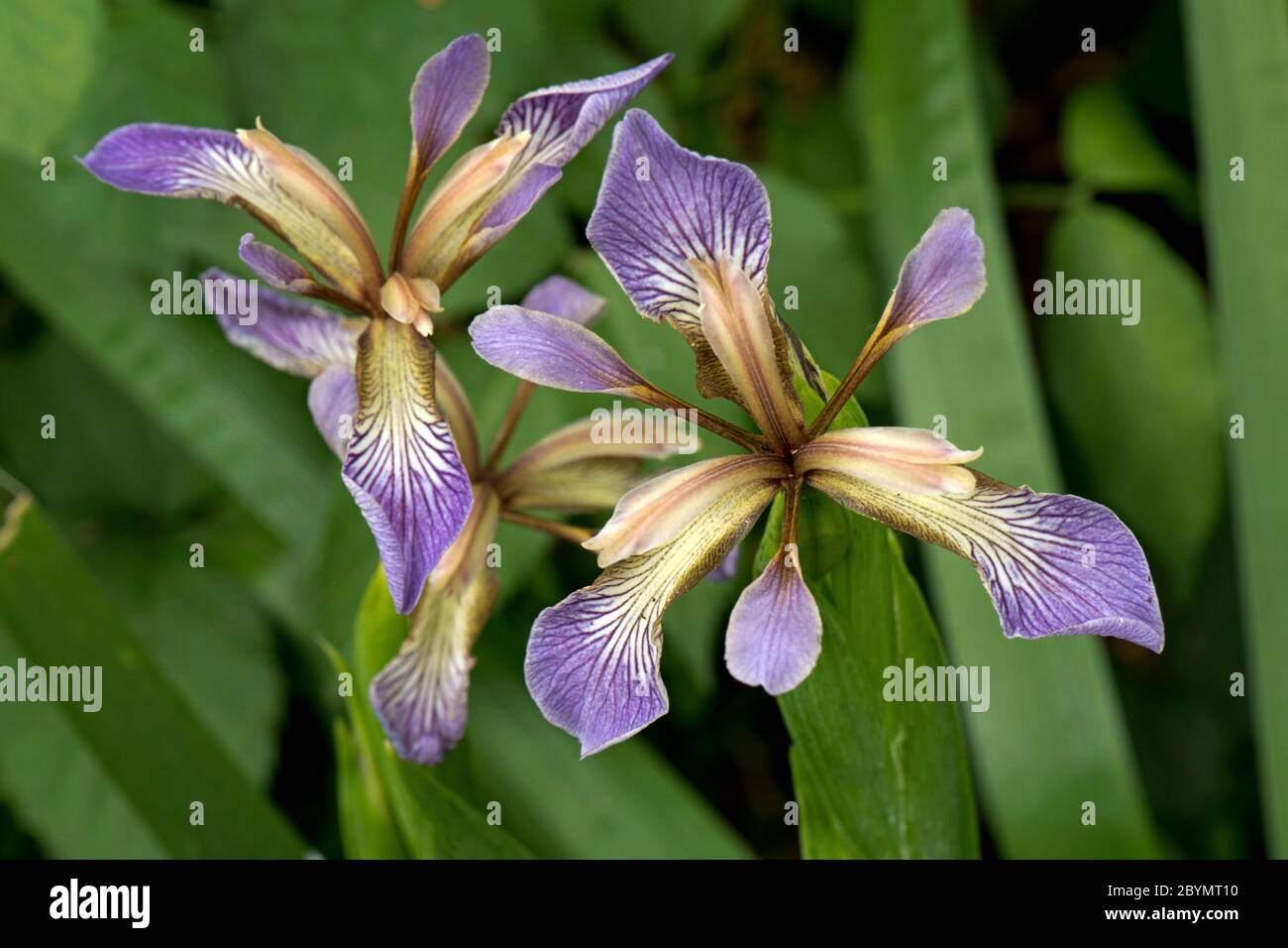 Fiore di iris in stordimento, gladcon o arrosto-manzo pianta (Iris foetidissima) in bosco, Berkshire, giugno Foto Stock
