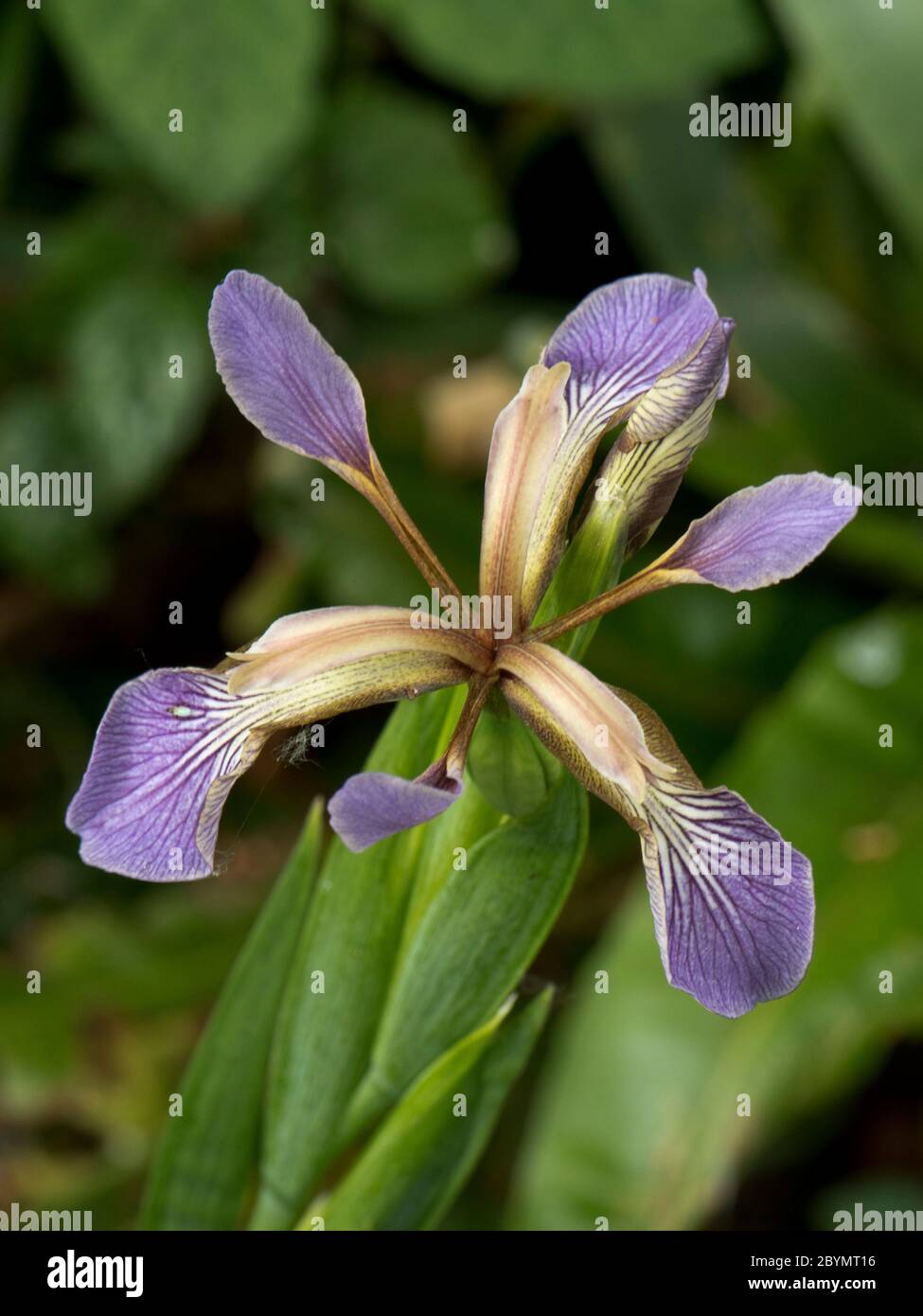 Fiore di iris in stordimento, gladcon o arrosto-manzo pianta (Iris foetidissima) in bosco, Berkshire, giugno Foto Stock