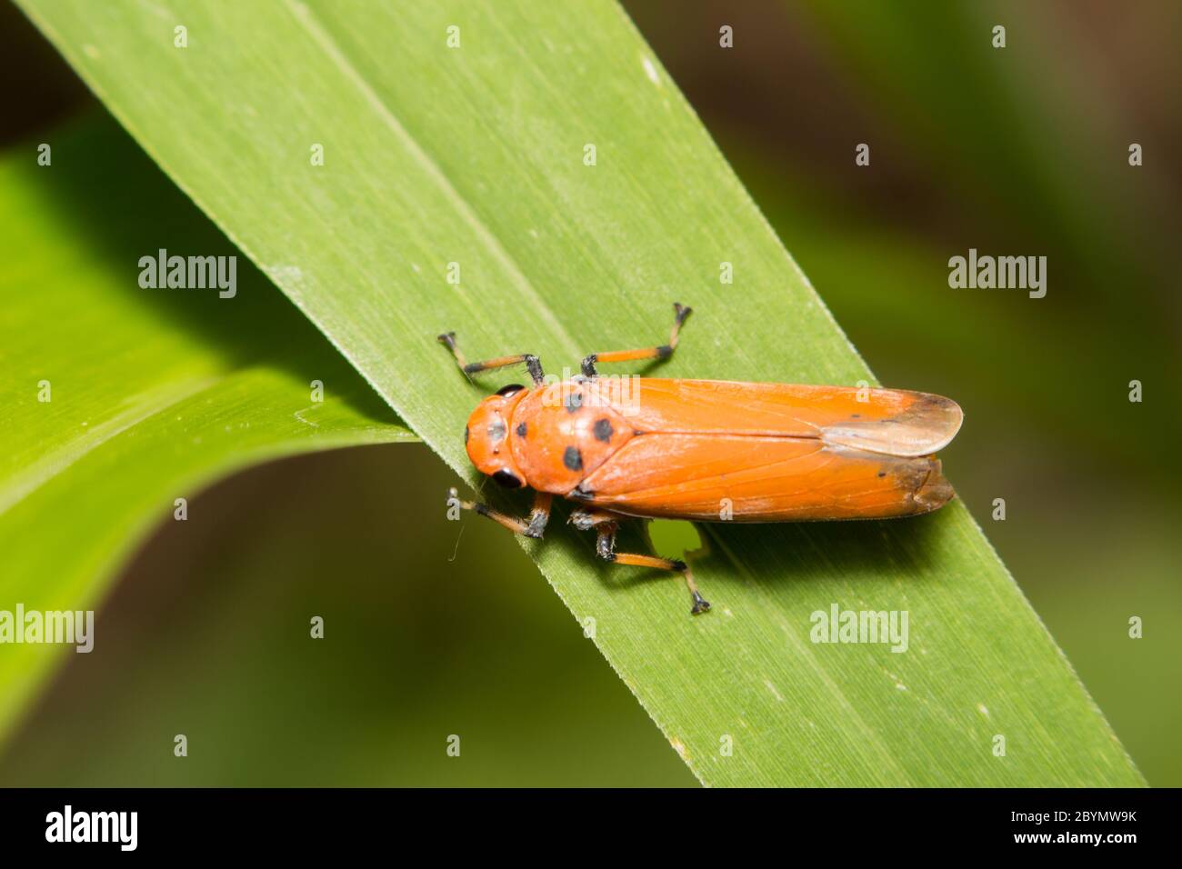 primo piano trehopper o spittlebug su foglia verde Foto Stock