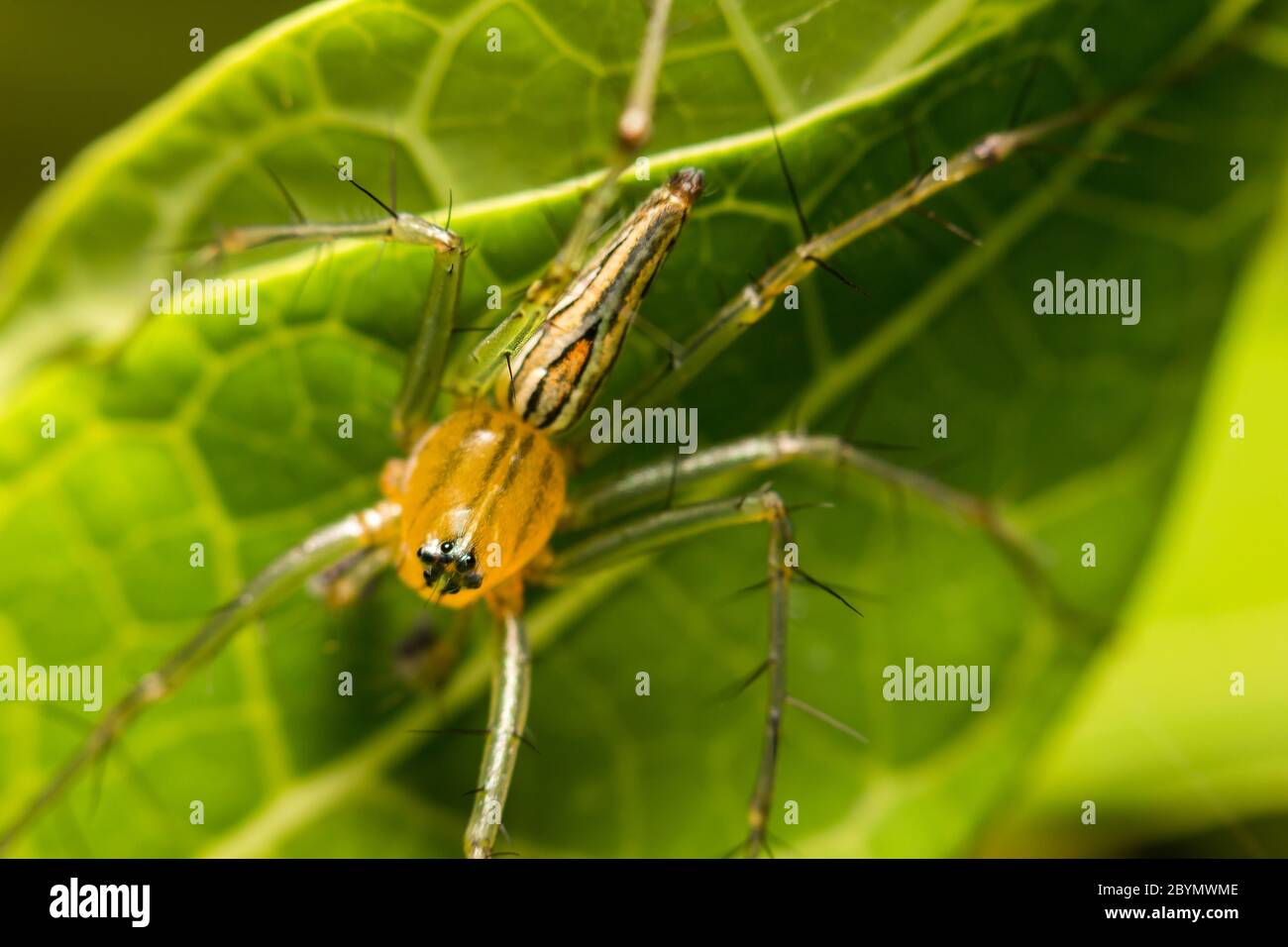 primo piano lince ragno su foglia verde Foto Stock