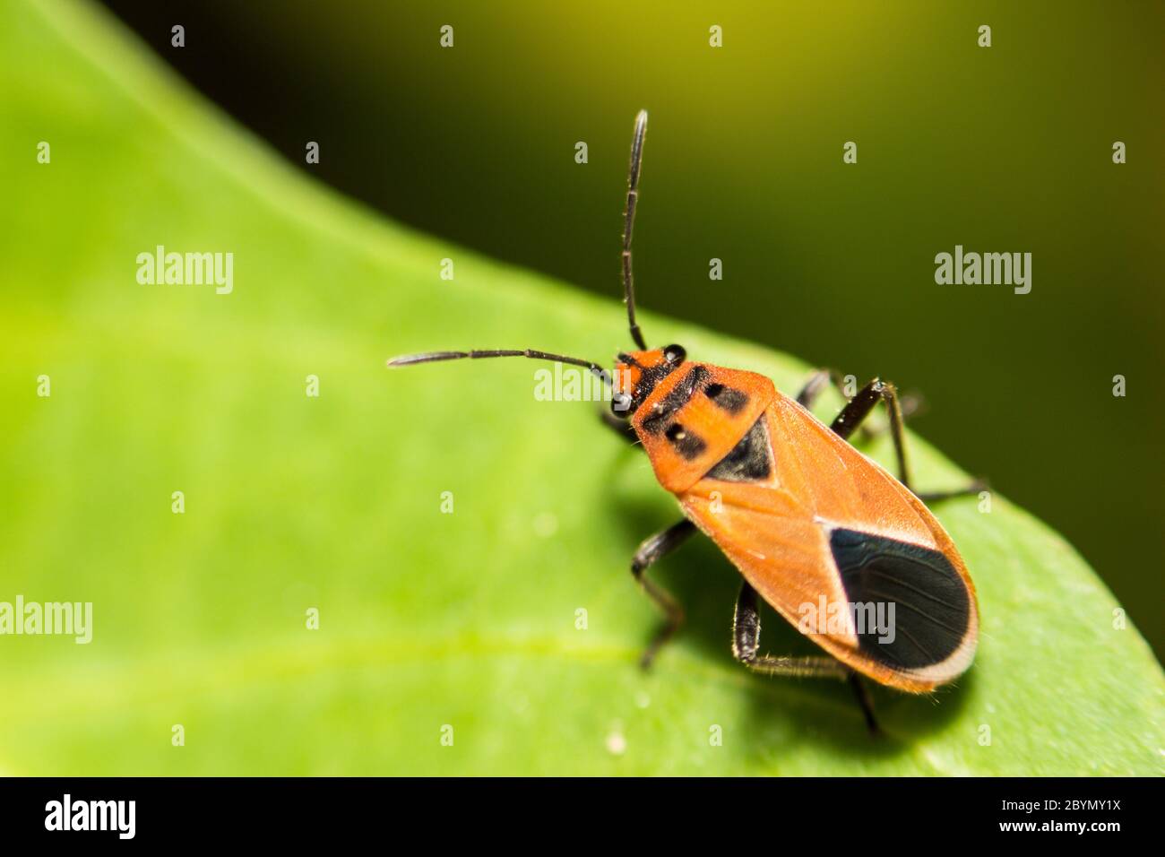 Extra soft focus indiano Milkweed Bug, Oncopeltus confusus macro su foglia verde Foto Stock