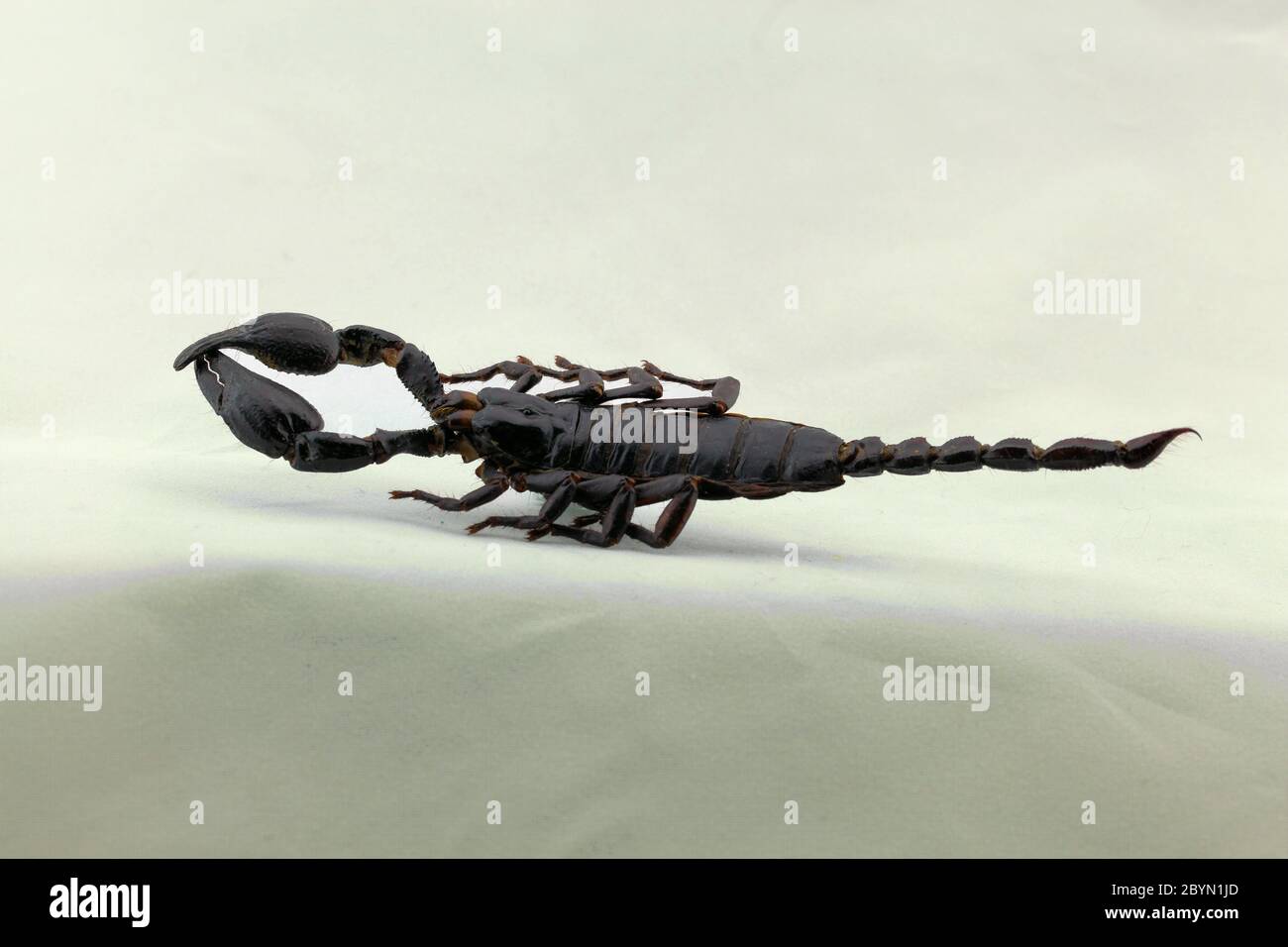 SCORPION FORESTA GIGANTE Foto Stock