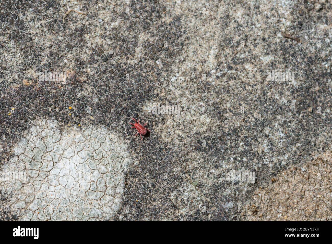 Acaro di velluto rosso su un pavimento di pietra in un giardino, Germania Foto Stock
