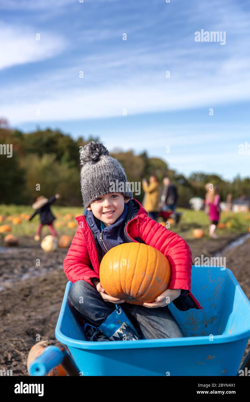Selezione delle zucche da un cerotto di zucca. Il ragazzino si siede nel carribarro con la sua selezione. Immagine autunnale a tema per Halloween, Ringraziamento o Harve Foto Stock