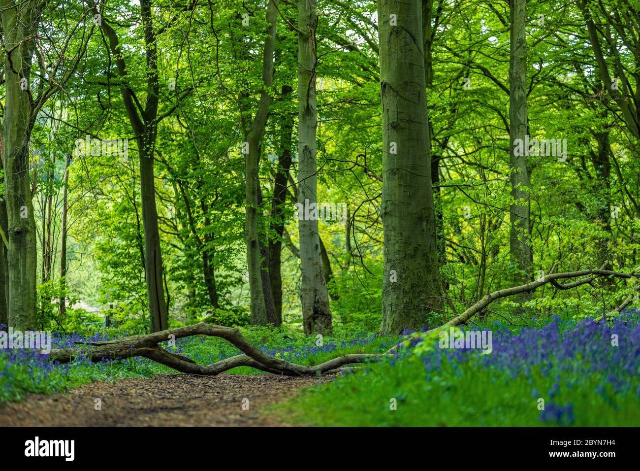 Diramazione attraverso il Blue Bell Wood Foto Stock