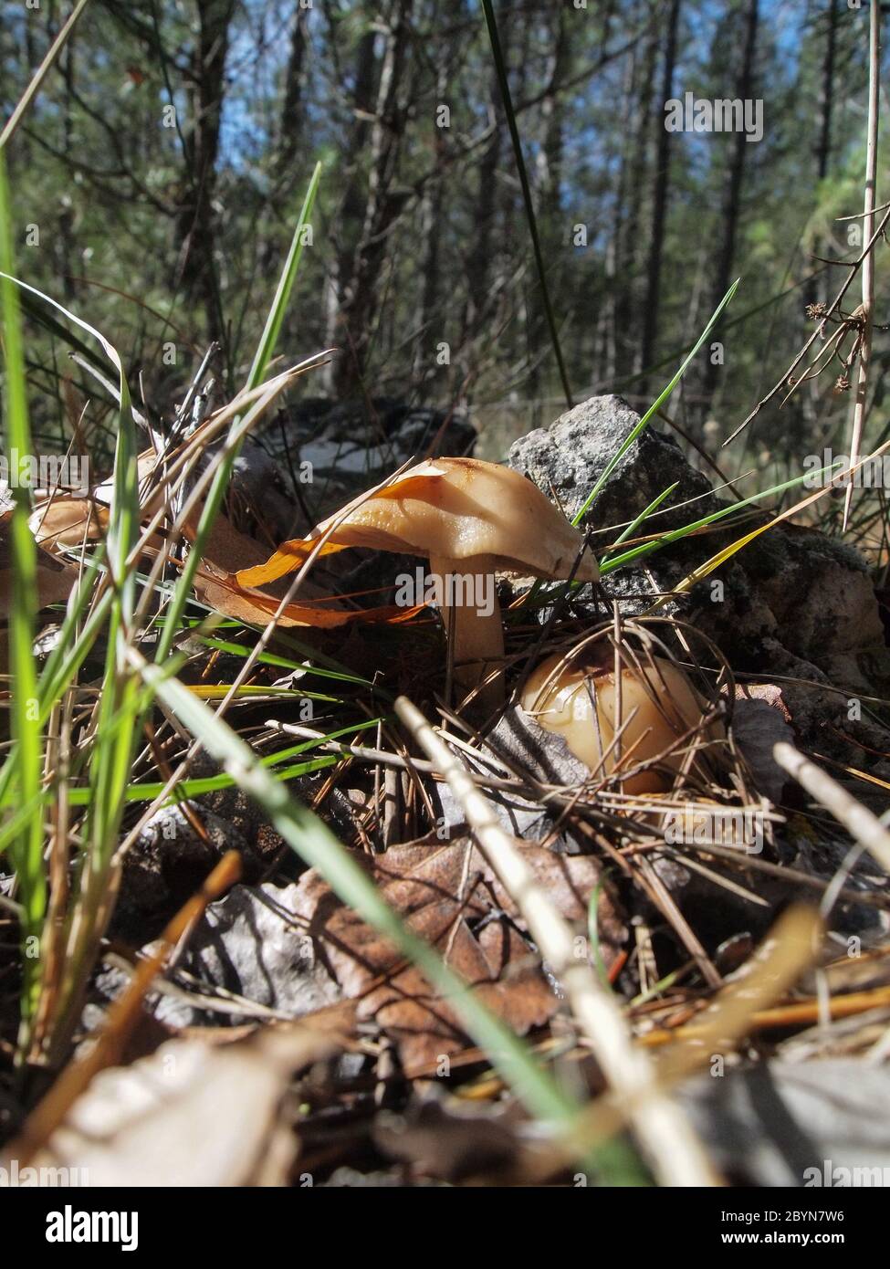 Diversi tipi di funghi trovati nelle foreste del Serranía de Cuenca. Amanita muscaria,Boletus edulis,russula,marasmius orades. Foto Stock