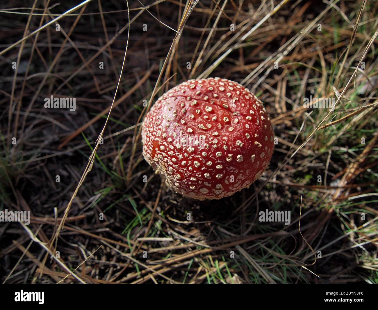 Diversi tipi di funghi trovati nelle foreste del Serranía de Cuenca. Amanita muscaria,Boletus edulis,russula,marasmius orades. Foto Stock