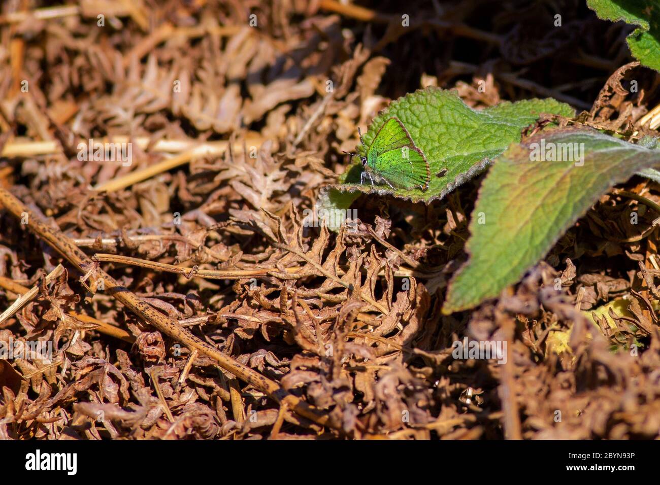 La minuscola farfalla verde hairstreak ben mimeted sulla foglia di una pianta di foxglove, Regno Unito Foto Stock