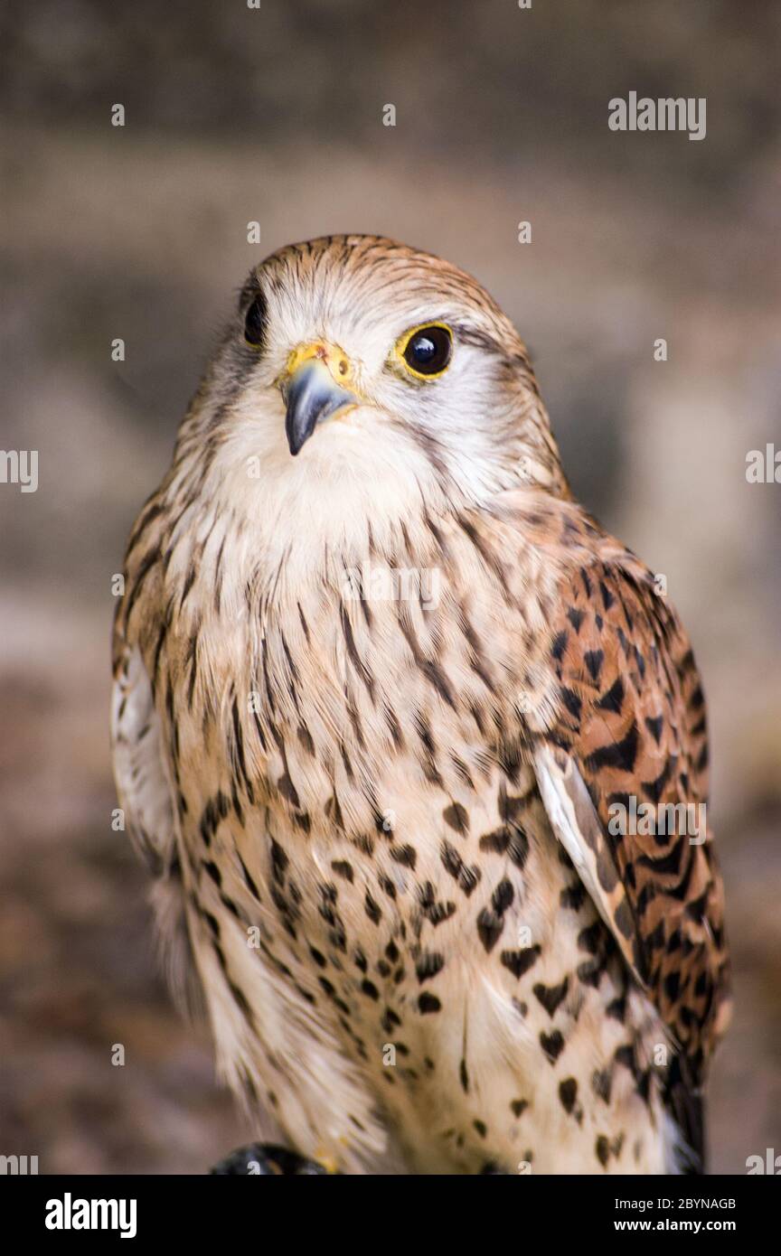 Ritratto di un uccello di preda, nome latino Falco tinnunculus. Foto Stock