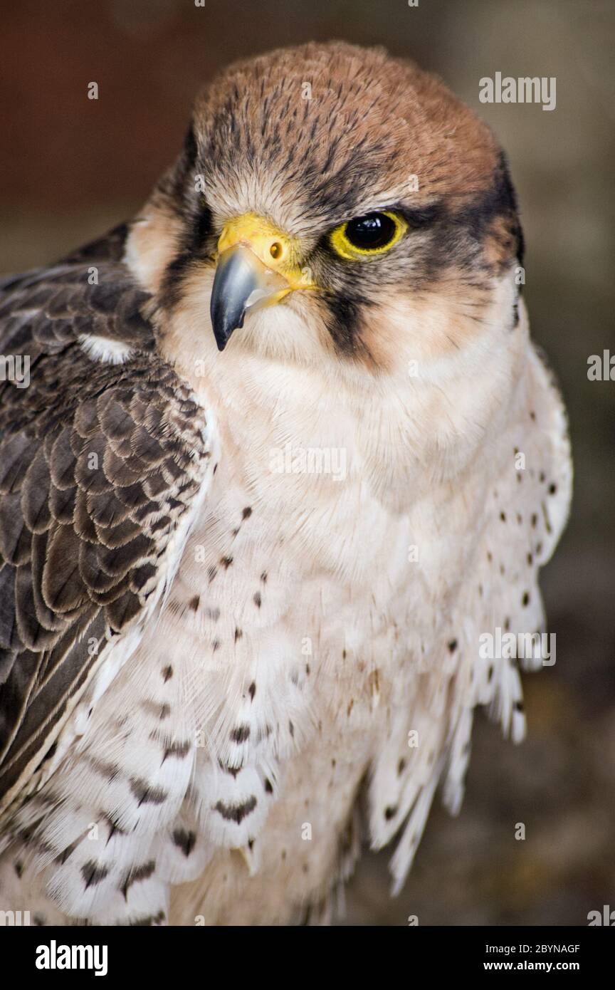 Ritratto di un Falco Lanner, nome latino Falco biarmicus, uccello di preda. Foto Stock