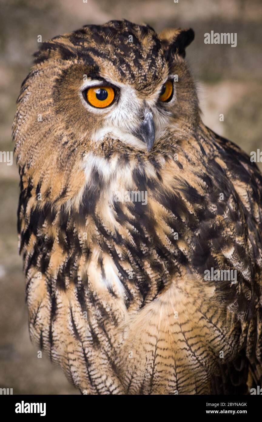 Un gufo eurasiatico, nome latino Bubo bubo guarda con attenzione verso possibili pericoli. Foto Stock